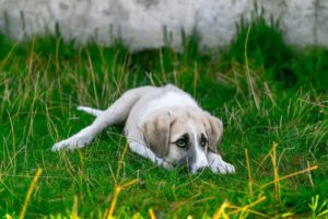 JHundefuehrerschein-Prüfungsfragen-Recht