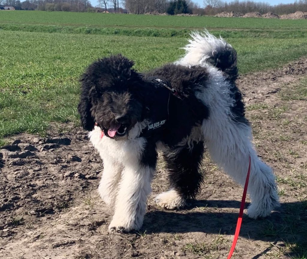 Unserer Pepsi geht es gut mit Anifit Nassfutter und Anifit Trockenfutter Hund.