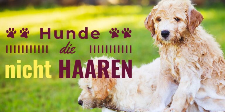 Hunde die nicht haaren