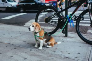 Hundeführerschein-Prüfungsfragen-Haltung