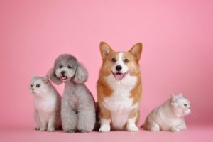 Sachkundenachweis-Hunde-Prüfungfragen-Sozialverhalten
