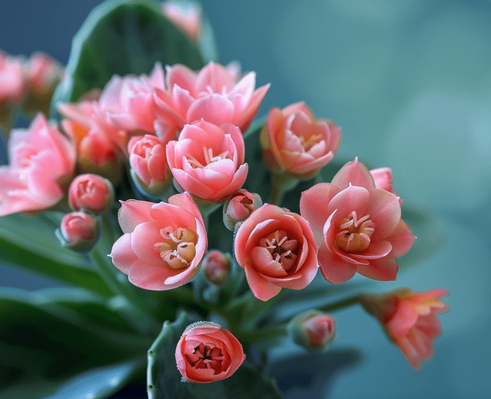 Kalanchoe - giftige Blätter und Blüten
