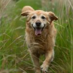 Hund rennt durch hohes Gras - Zeckenbiss Gefahr