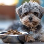 Hundefutter Tabelle - wieviel Futter braucht Dein Hund?
