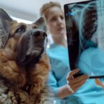 Was kostet Röntgen beim Hund - wir helfen Dir hier gerne weiter.