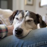 Hund legt Kopf auf Bein des Herrchen