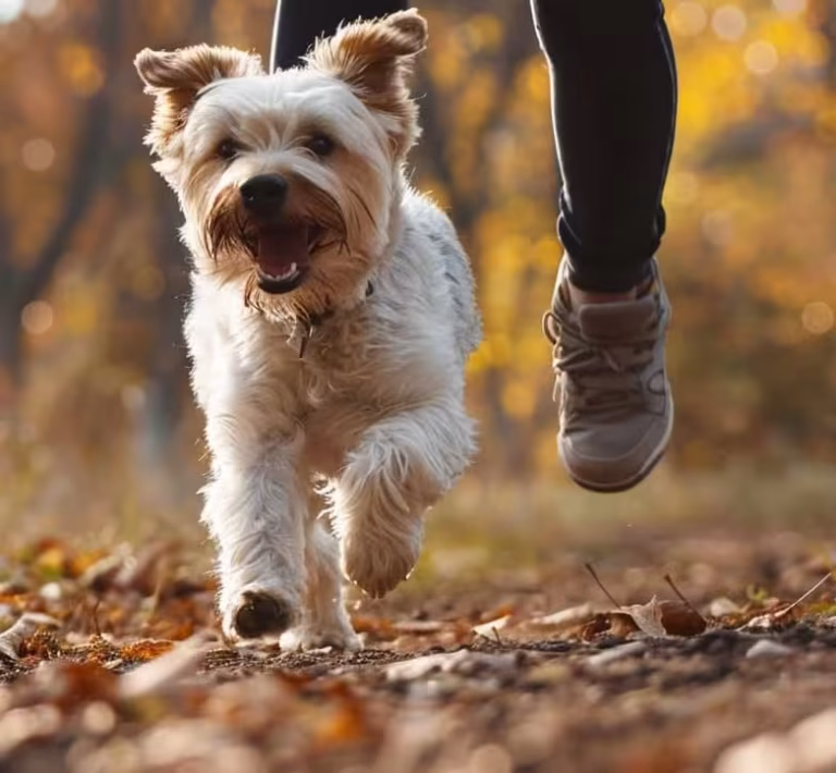 Hund rennt durch Wald zum Sachkundenachweis Hunde NRW