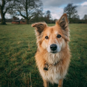 Sachkundenachweis Hunde NRW Haltung