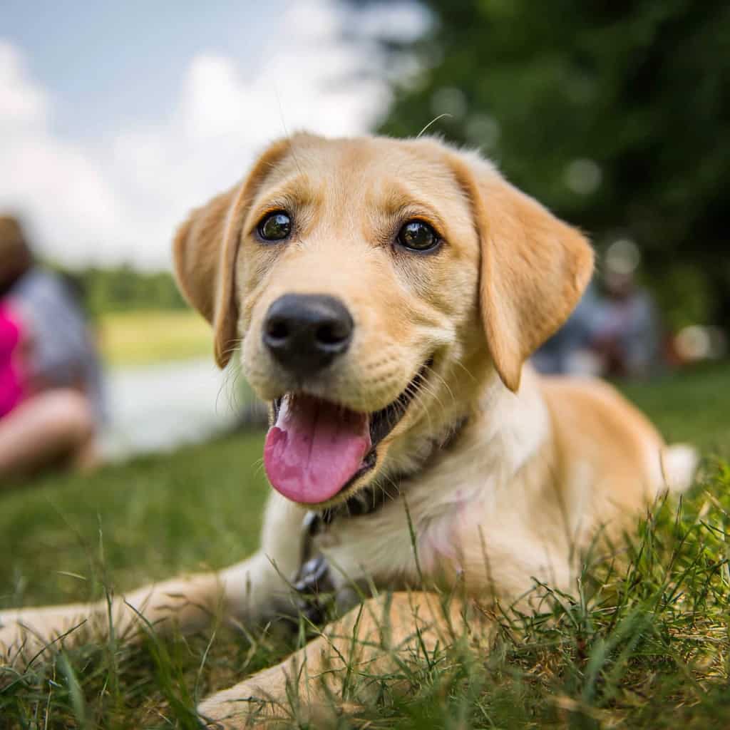 Sachkundenachweis Hunde NRW Hund und Kind