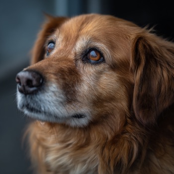 Sachkundenachweis Hunde NRW Hundebegegnungen