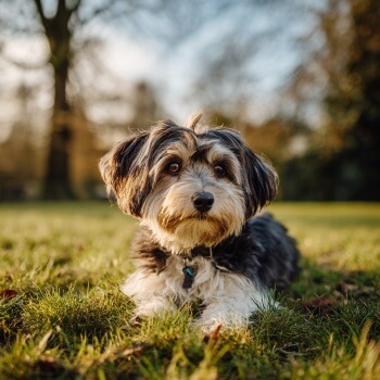 Sachkundenachweis Hunde NRW Massnahmen