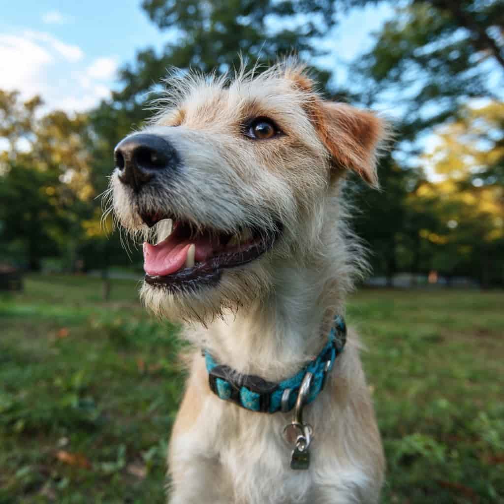 Sachkundenachweis Hunde NRW Training