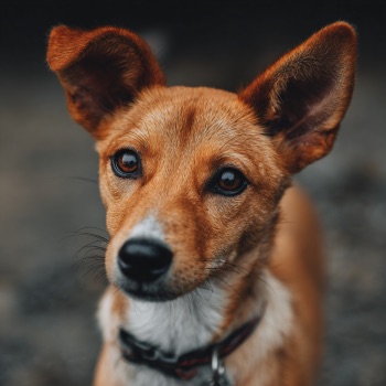 Sachkundenachweis Hunde NRW Verständnis