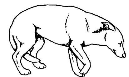 Hund ist unterwürfig