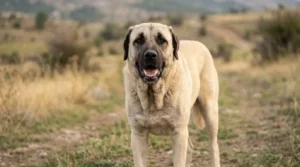 Welcher Hund hat die stärkste Beißkraft