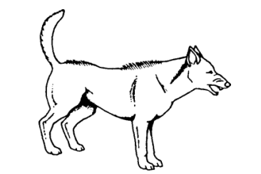 Der Hund ist neutral bis aufmerksam.