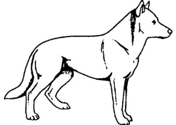 Der Hund ist neutral bis aufmerksam.