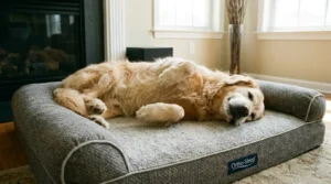 Die Top 10 der beliebtesten orthopädischen Hundebetten 2026 im Vergleich mit Tabelle
