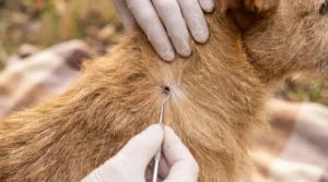 Zecke wird beim Hund mit einer Zeckenzange nah an der Haut entfernt