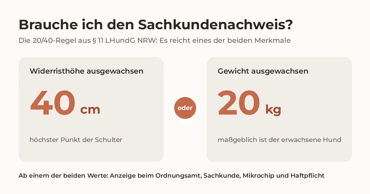 Infografik zur 20/40-Regel nach § 11 LHundG NRW: Sachkundenachweis ab 40 cm Widerristhöhe oder ab 20 kg Gewicht des ausgewachsenen Hundes